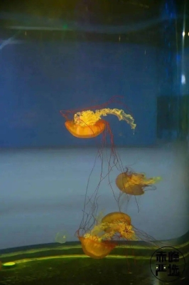 赤峰市觀賞魚店電話號碼-第1張圖片