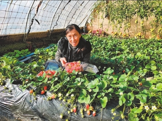 赤峰市草莓配送電話地址查詢-第1張圖片