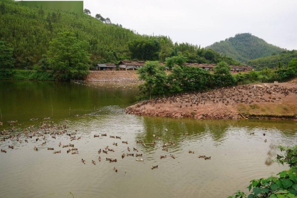 赤峰肉鴨養(yǎng)殖廠地址電話號碼-第1張圖片