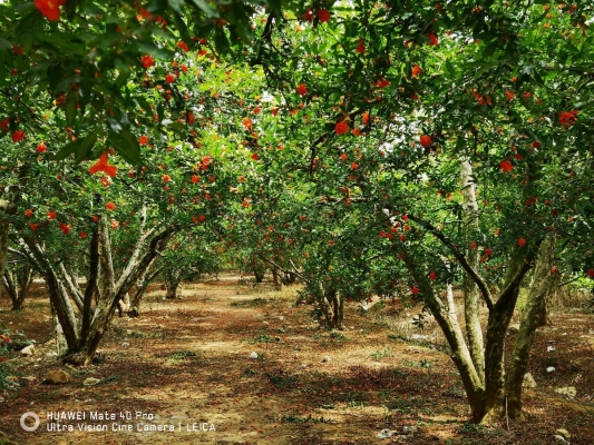 赤峰市花開(kāi)遠(yuǎn)方飯店電話號(hào)碼-第1張圖片