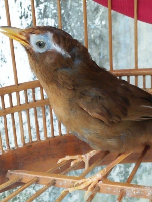 赤峰畫眉鳥店地址查詢電話號碼-第1張圖片