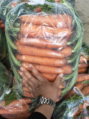 收購(gòu)赤峰蘿卜廠家電話號(hào)碼是多少-第1張圖片