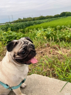 赤峰巴迪寵物巴哥狗電話地址-第1張圖片