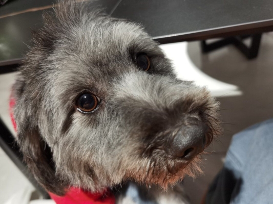 赤峰市孵化寵物醫(yī)院電話號(hào)碼-第1張圖片