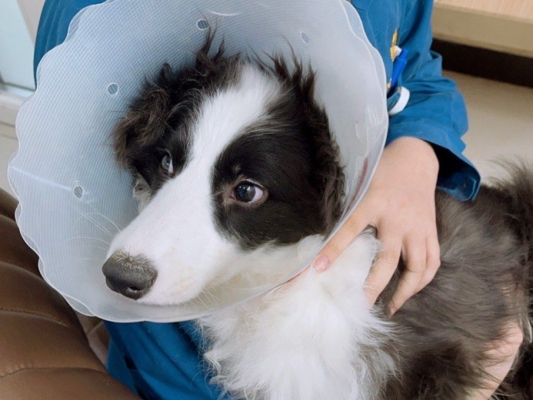 赤峰電子寵物醫(yī)院電話號碼是多少-第1張圖片