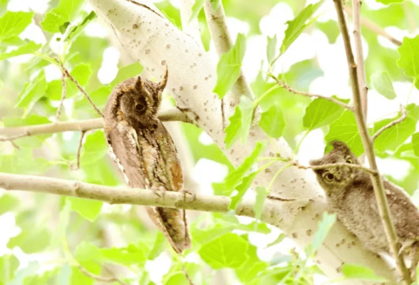 赤峰動物實驗臺電話號碼查詢-第1張圖片