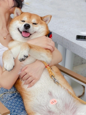 赤峰市柴犬出售電話(huà)地址查詢(xún)-第1張圖片