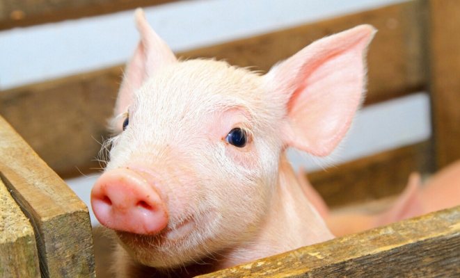 赤峰溫氏生豬銷售部電話號(hào)碼-第1張圖片