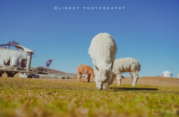 赤峰市皇家鹿園電話地址查詢-第1張圖片