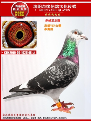 赤峰鴿子糧食批發(fā)電話多少號(hào)-第1張圖片