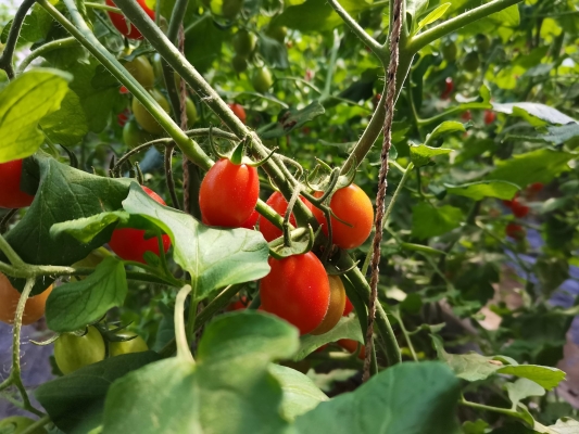 赤峰敖漢油渣廠電話多少號(hào)-第1張圖片