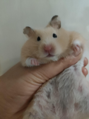 赤峰超級萌寵屋電話號碼查詢-第1張圖片