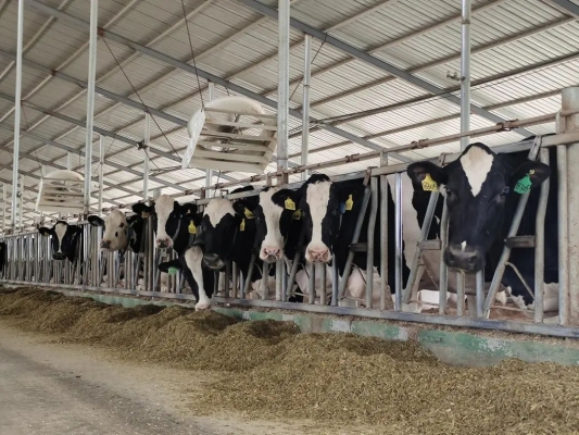 赤峰康貝奶牛場電話地址查詢-第1張圖片