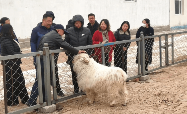 赤峰養(yǎng)羊直銷電話地址是多少號-第1張圖片