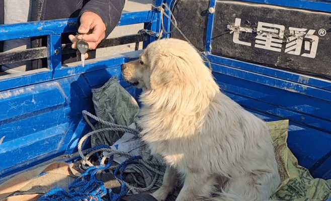 赤峰狗肉販子電話地址是多少號-第1張圖片