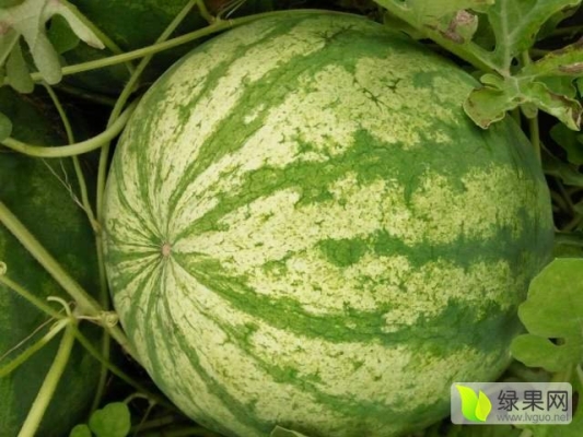 赤峰打瓜送貨電話號碼是多少號-第1張圖片