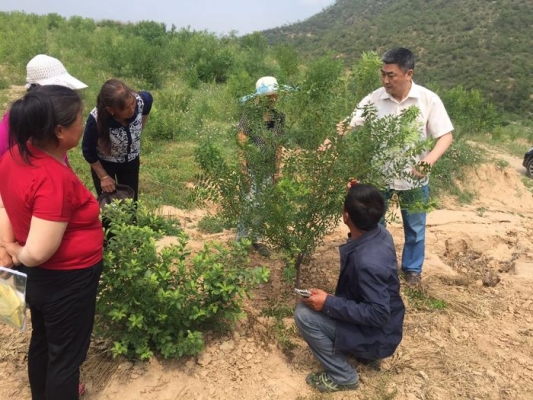 赤峰市文冠果油廠地址電話號碼-第1張圖片
