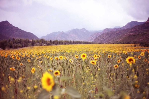 赤峰棉花糖廠地址電話是多少號-第1張圖片