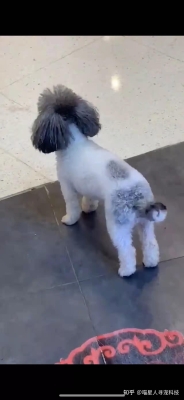 赤峰尋寵團(tuán)隊(duì)電話(huà)多少號(hào)碼-第1張圖片