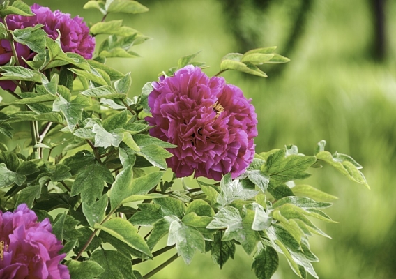 赤峰艷林飯莊地址查詢電話號碼-第1張圖片