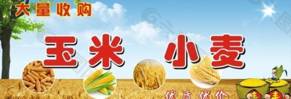 赤峰玉米棒收購電話多少號-第1張圖片