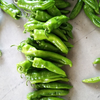 赤峰市辣椒代辦公司電話號碼-第1張圖片