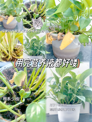 赤峰植物營養(yǎng)液廠家電話號碼-第1張圖片