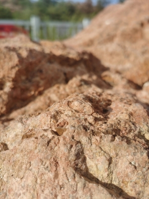 赤峰紅山馬戲團電話多少號-第1張圖片