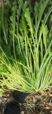 赤峰雪菜批發(fā)電話號碼多少-第1張圖片