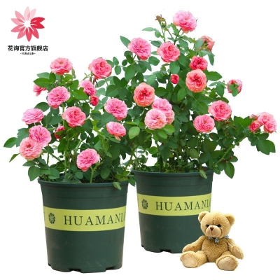 赤峰月季花盆景商家電話號碼-第1張圖片