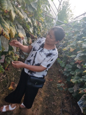 赤峰山野菜收購(gòu)站電話號(hào)碼-第1張圖片