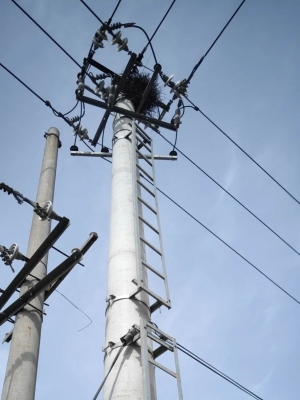 赤峰回收孕婦鳥(niǎo)窩電話號(hào)碼是多少-第1張圖片