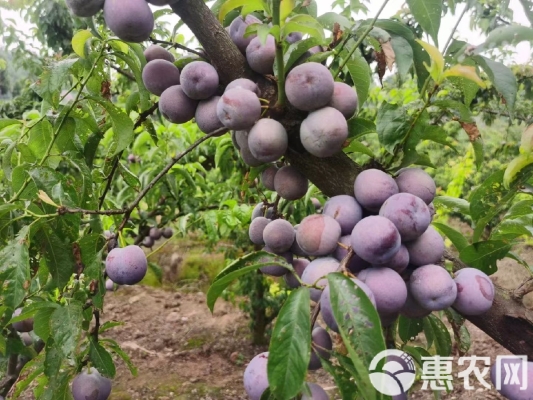 赤峰李萬芳診所電話地址查詢-第1張圖片