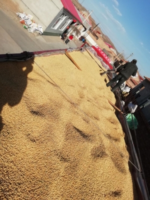 赤峰大豆補(bǔ)貼多少錢一畝-第1張圖片