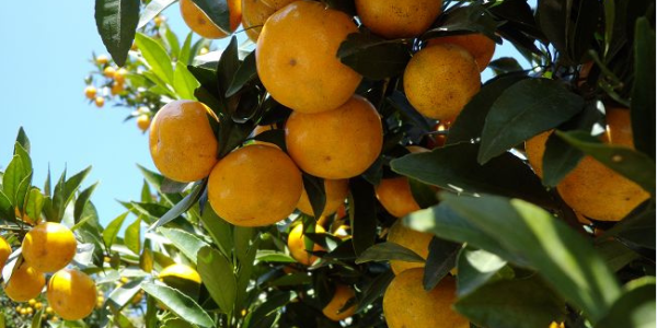 赤峰市金剛鸚鵡基地電話號碼-第1張圖片