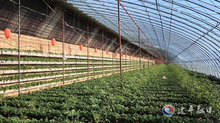 赤峰蔬菜種植戶電話多少號-第1張圖片