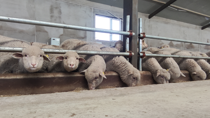 赤峰附近適合養(yǎng)殖的牧場(chǎng)-第1張圖片