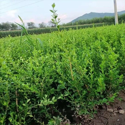 赤峰鑫鑫苗木有限公司電話號(hào)碼-第1張圖片