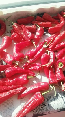 赤峰賣豆角絲的電話號碼是多少-第1張圖片