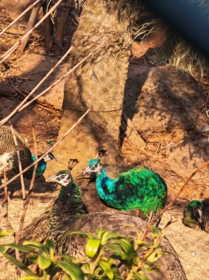 赤峰東郊動(dòng)物園電話號(hào)碼多少-第1張圖片