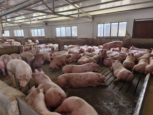 赤峰市北山豬場電話地址查詢-第1張圖片