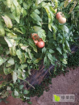 赤峰市大廟柿子批發(fā)電話號(hào)碼-第1張圖片