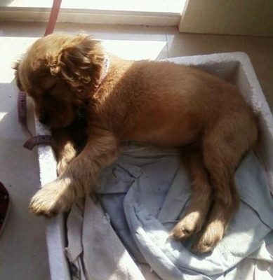 赤峰可卡寵物店電話地址查詢-第1張圖片