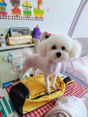 赤峰市正規(guī)寵物店電話號碼-第1張圖片