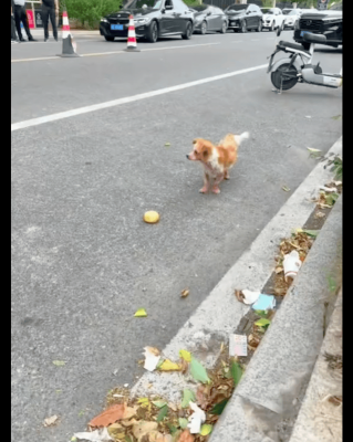 赤峰橋底下賣病狗電話號碼-第1張圖片