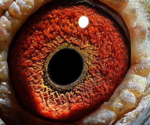 赤峰孫國林鴿舍電話地址查詢-第1張圖片