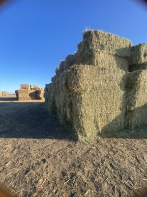 赤峰苜蓿草收購(gòu)廠家電話號(hào)碼-第1張圖片