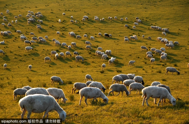 赤峰草原福美牛肉店電話號碼-第1張圖片