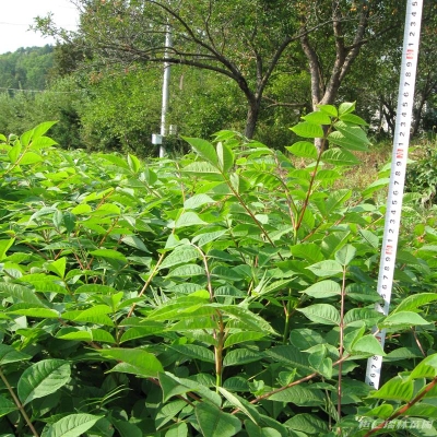 赤峰花楸苗供應(yīng)電話號碼查詢-第1張圖片