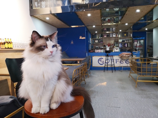 赤峰貓咪咖啡廳電話多少號(hào)-第1張圖片